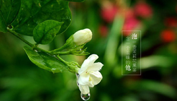 茉莉黑茶详情页